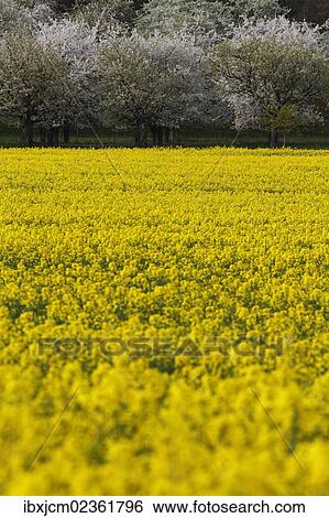 "Rape field in front of trees, Thuringia, Germany, Europe" View Large Photo Image Stock Photograph - "Rape field in front of trees, Thuringia, Germany, Europe". Fotosearch