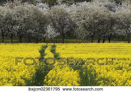 Stock Photography - "Rape field in front of trees, Thuringia, Germany, Europe". Fotosearch