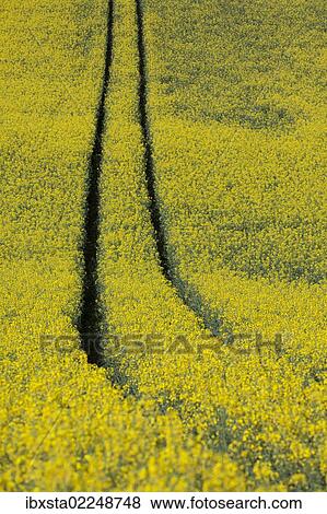 Stock Photo - "Rape field in the spring with track lane, near Dettingen, Baden-Wuerttemberg, Germany, Europe". Fotosearch