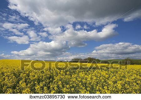 "Rapeseed (Brassica napus), field in full bloom, with a clouded sky, Heroldsberg, Middle Franconia, Bavaria, Germany, Europe" View Large Photo Image Stock Image - "Rapeseed (Brassica napus), field in full bloom, with a clouded sky, Heroldsberg, Middle Franconia, Bavaria, Germany, Europe". Fotosearch