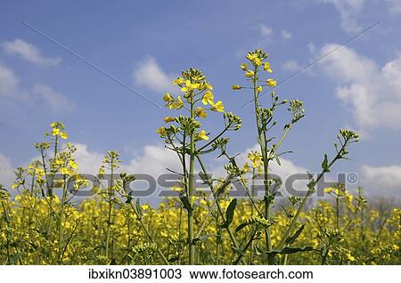 "Rapeseed (Brassica napus), flowering, Schleswig-Holstein, Germany, Europe" View Large Photo Image Stock Image - "Rapeseed (Brassica napus), flowering, Schleswig-Holstein, Germany, Europe". Fotosearch