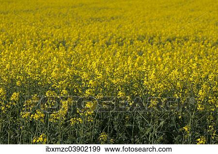"Rapeseed field (Brassica napus), in full bloom, Bavaria, Germany, Europe" View Large Photo Image Stock Photo - "Rapeseed field (Brassica napus), in full bloom, Bavaria, Germany, Europe". Fotosearch