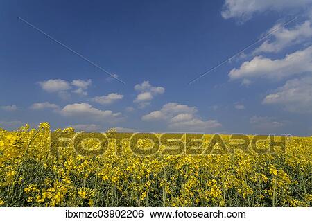"Rapeseed field (Brassica napus) in full bloom, with clouds in the sky, Heroldsberg, Middle Franconia, Bavaria, Germany, Europe" View Large Photo Image Stock Photograph - "Rapeseed field (Brassica napus) in full bloom, with clouds in the sky, Heroldsberg, Middle Franconia, Bavaria, Germany, Europe". Fotosearch