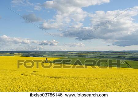 "Rapeseed field (Brassica napus) flowering, Thuringia, Germany, Europe" View Large Photo Image Stock Photograph - "Rapeseed field (Brassica napus) flowering, Thuringia, Germany, Europe". Fotosearch
