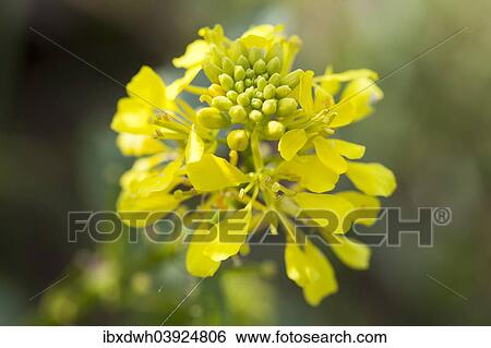 "Rapeseed or Rape (Brassica napus) in bloom, Baden-Wurttemberg, Germany, Europe" View Large Photo Image Stock Photograph - "Rapeseed or Rape (Brassica napus) in bloom, Baden-Wurttemberg, Germany, Europe". Fotosearch