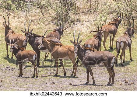 "Rappenantelope (Hippotragus niger), Bwabwata National Park, Caprivi Strip, Namibia, Africa" View Large Photo Image Stock Image - "Rappenantelope (Hippotragus niger), Bwabwata National Park, Caprivi Strip, Namibia, Africa". Fotosearch