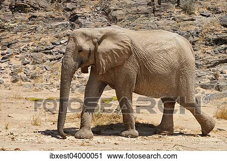 "Rare Namibian Desert Elephant (Loxodonta africana), Hoanib River, Namib desert, Kaokoland, Kaokoveld, Kunene Province, Namibia, Africa" View Large Photo Image Stock Image - "Rare Namibian Desert Elephant (Loxodonta africana), Hoanib River, Namib desert, Kaokoland, Kaokoveld, Kunene Province, Namibia, Africa". Fotosearch