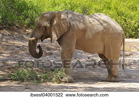 Stock Image - "Rare Namibian Desert Elephant (Loxodonta africana), bull, Hoanib River, Kaokoland, Kaokoveld, Kunene Province, Namibia, Africa". Fotosearch