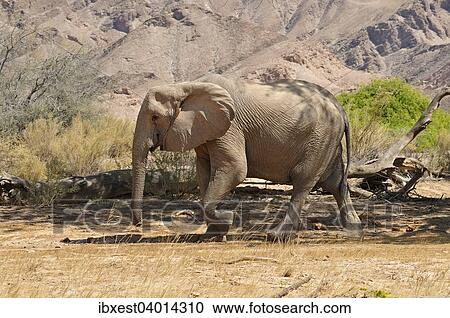 "Rare Namibian Desert Elephant (Loxodonta africana), cow, Hoanib River, Kaokoland, Kaokoveld, Namib Desert, Kunene Province, Namibia, Africa" View Large Photo Image Stock Image - "Rare Namibian Desert Elephant (Loxodonta africana), cow, Hoanib River, Kaokoland, Kaokoveld, Namib Desert, Kunene Province, Namibia, Africa". Fotosearch