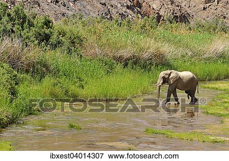 Stock Photo - "Rare Namibian Desert Elephant (Loxodonta africana), bull, Hoarusib River, Namib Desert, Kaokoland, Kaokoveld, Kunene Province, Namibia, Africa". Fotosearch