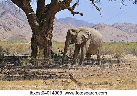 "Rare Namibian Desert Elephant (Loxodonta africana), cow, Hoanib River, Kaokoland, Kaokoveld, Namib Desert, Kunene Province, Namibia, Africa" View Large Photo Image Stock Photo - "Rare Namibian Desert Elephant (Loxodonta africana), cow, Hoanib River, Kaokoland, Kaokoveld, Namib Desert, Kunene Province, Namibia, Africa". Fotosearch
