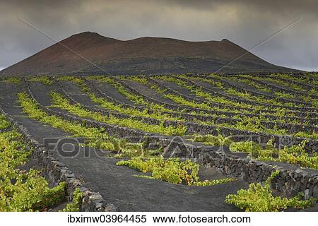 "Rare rain clouds, worldwide unique viniculture, vines growing in dry pits on volcanic ash, lava, wine growing region of La Geria, Lanzarote, Canary Islands, Spain, Europe" View Large Photo Image Stock Photography - "Rare rain clouds, worldwide unique viniculture, vines growing in dry pits on volcanic ash, lava, wine growing region of La Geria, Lanzarote, Canary Islands, Spain, Europe". Fotosearch