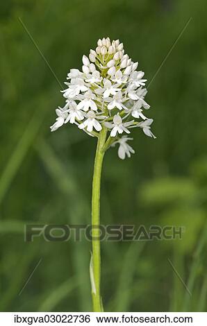 "Rare white-flowering colour variation of Pyramidal Orchid (pyramidalis), Kaiserstuhl, Baden-Wurttemberg, Germany, Europe" View Large Photo Image Stock Photograph - "Rare white-flowering colour variation of Pyramidal Orchid (pyramidalis), Kaiserstuhl, Baden-Wurttemberg, Germany, Europe". Fotosearch