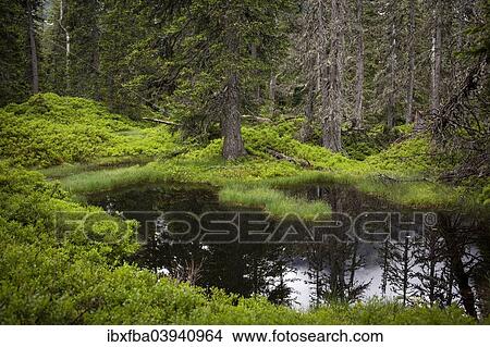 Picture - "Rauris Jungle, rockslide forest and alpine peat bog, Rauris Valley, High Tauern National Park, Alps, Kolm Saigurn, Rauris, Austria, Europe". Fotosearch