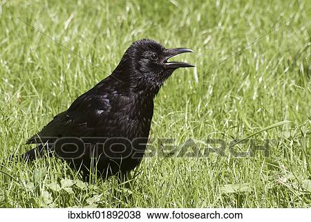 Stock Photo - Raven (Corvus corax) in a meadow. Fotosearch
