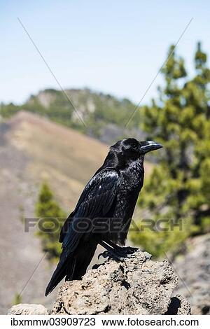 "Raven (Corvus), La Palma, Canary Islands, Spain, Europe" View Large Photo Image Stock Image - "Raven (Corvus), La Palma, Canary Islands, Spain, Europe". Fotosearch