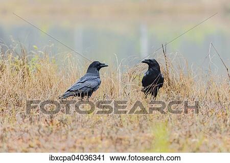 "Ravens (Corvus corax), Masuria, Poland, Europe" View Large Photo Image Stock Image - "Ravens (Corvus corax), Masuria, Poland, Europe". Fotosearch