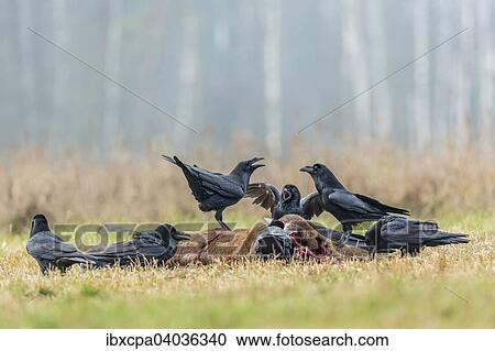 "Ravens (Corvus corax), sitting on dead deer, Masuria, Poland, Europe" View Large Photo Image Stock Image - "Ravens (Corvus corax), sitting on dead deer, Masuria, Poland, Europe". Fotosearch