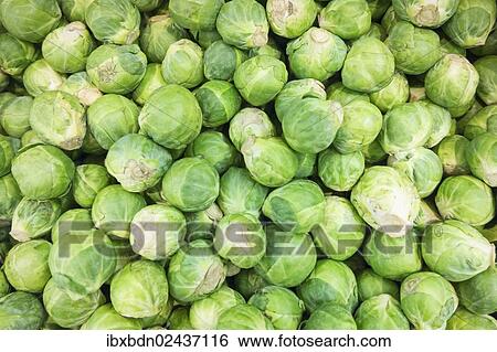 Raw Brussels sprouts View Large Photo Image Stock Photograph - Raw Brussels sprouts. Fotosearch
