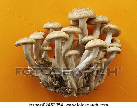 Raw fresh organic Hon-Shimeji mushrooms View Large Photo Image Picture - Raw fresh organic Hon-Shimeji mushrooms. Fotosearch