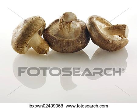 Stock Photo - "Raw, fresh organic shiitake mushrooms". Fotosearch