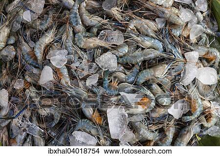 "Raw shrimp chilled with ice cubes, Myanmar, Asia" View Large Photo Image Picture - "Raw shrimp chilled with ice cubes, Myanmar, Asia". Fotosearch