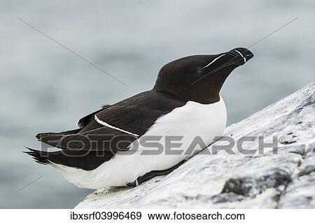 "Razorbill (Alca torda), Farne Islands, Northumberland, England, United Kingdom, Europe" View Large Photo Image Stock Photo - "Razorbill (Alca torda), Farne Islands, Northumberland, England, United Kingdom, Europe". Fotosearch