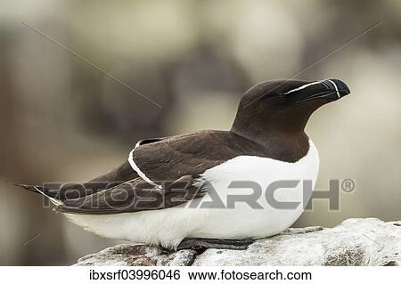 "Razorbill (Alca torda), Farne Islands, Northumberland, England, United Kingdom, Europe" View Large Photo Image Stock Photograph - "Razorbill (Alca torda), Farne Islands, Northumberland, England, United Kingdom, Europe". Fotosearch