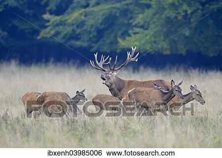 "Rd Deer (Cervus elaphus), herd, Jaegersborg, Copenhagen, Denmark, Europe" View Large Photo Image Stock Photograph - "Rd Deer (Cervus elaphus), herd, Jaegersborg, Copenhagen, Denmark, Europe". Fotosearch