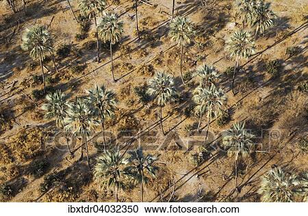 Stock Image - "Real Fan Palms, Makalani Palms (Hyphaene petersiana), aerial view, Okavango Delta, Botswana, Africa". Fotosearch