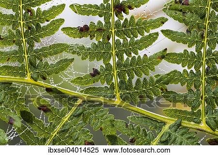 "Real Fern (Polypodiopsida, Filicopsida) with spiderweb and dew drops" View Large Photo Image Stock Photography - "Real Fern (Polypodiopsida, Filicopsida) with spiderweb and dew drops". Fotosearch