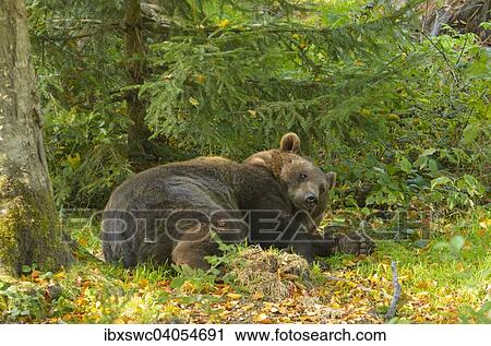 "Reclining European Brown Bear or Eurasian Brown Bear (Ursus arctos arctos) lifting its head, Autumn, captive, Bavarian Forest National Park, Bavaria, Germany, Europe" View Large Photo Image Stock Image - "Reclining European Brown Bear or Eurasian Brown Bear (Ursus arctos arctos) lifting its head, Autumn, captive, Bavarian Forest National Park, Bavaria, Germany, Europe". Fotosearch