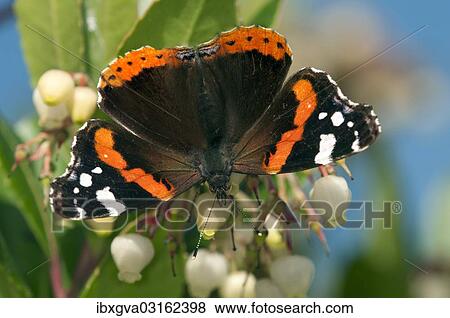 "Red Admiral butterfly (Vanessa atalanta), female, Geneva, Canton of Geneva, Switzerland, Europe" View Large Photo Image Stock Photo - "Red Admiral butterfly (Vanessa atalanta), female, Geneva, Canton of Geneva, Switzerland, Europe". Fotosearch