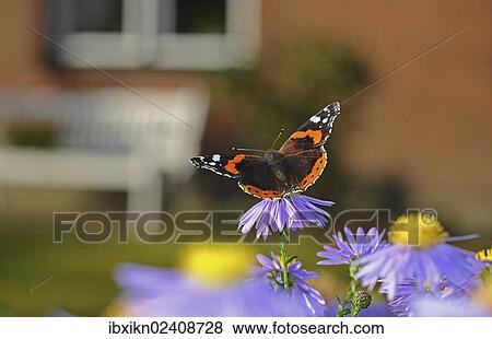 Stock Photo - "Red Admiral butterfly (Vanessa atalanta) on China Aster (Callistephus chinensis), PublicGround". Fotosearch