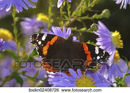 Red Admiral butterfly (Vanessa atalanta) on China Aster (Callistephus chinensis) View Large Photo Image Stock Photograph - Red Admiral butterfly (Vanessa atalanta) on China Aster (Callistephus chinensis). Fotosearch