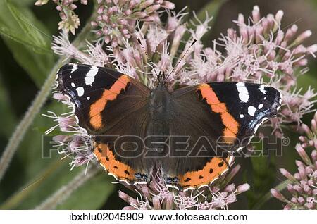"Red Admiral (Vanessa atalanta) feeding on nectar of snakeroots, Untergroeningen, Baden-Wuerttemberg, Germany, Europe" View Large Photo Image Stock Photo - "Red Admiral (Vanessa atalanta) feeding on nectar of snakeroots, Untergroeningen, Baden-Wuerttemberg, Germany, Europe". Fotosearch