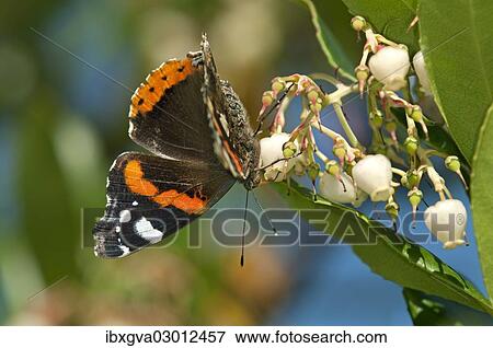 "Red Admiral (Vanessa atalanta), male, Genf, Geneva, Switzerland, Europe" View Large Photo Image Stock Photo - "Red Admiral (Vanessa atalanta), male, Genf, Geneva, Switzerland, Europe". Fotosearch