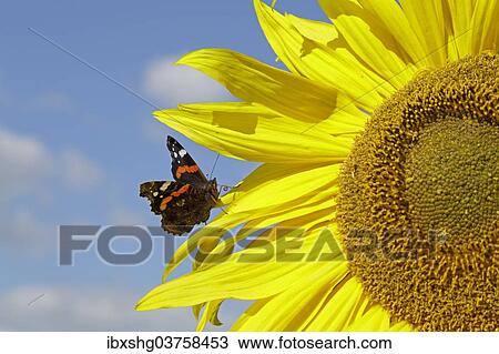 "Red Admiral (Vanessa atalanta) butterfly resting on a sunflower (Helianthus annuus), Lower Saxony, Germany, Europe" View Large Photo Image Stock Image - "Red Admiral (Vanessa atalanta) butterfly resting on a sunflower (Helianthus annuus), Lower Saxony, Germany, Europe". Fotosearch