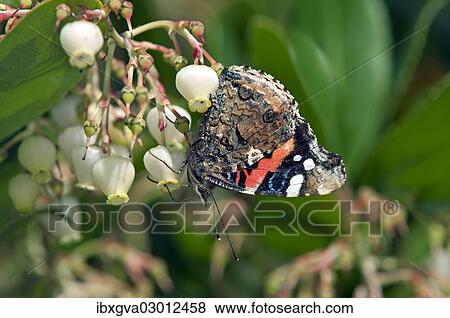 "Red Admiral (Vanessa atalanta), female, Genf, Geneva, Switzerland, Europe" View Large Photo Image Stock Photo - "Red Admiral (Vanessa atalanta), female, Genf, Geneva, Switzerland, Europe". Fotosearch