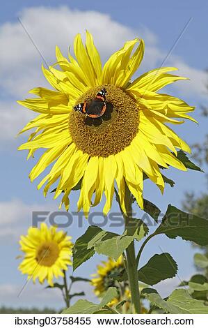 "Red Admiral (Vanessa atalanta) butterfly feeding on a sunflower (Helianthus annuus), Lower Saxony, Germany, Europe" View Large Photo Image Stock Photography - "Red Admiral (Vanessa atalanta) butterfly feeding on a sunflower (Helianthus annuus), Lower Saxony, Germany, Europe". Fotosearch