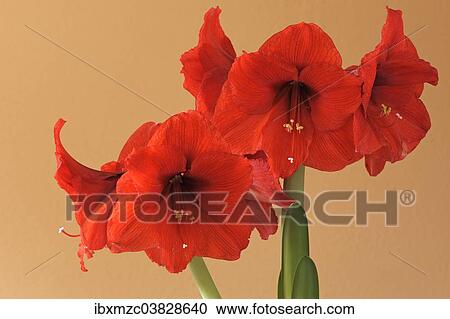 Stock Image - Red Amaryllis (Amaryllis) flowers. Fotosearch