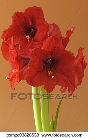 Stock Photo - Red Amaryllis (Amaryllis) flowers. Fotosearch