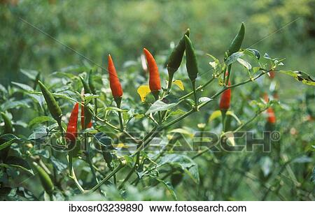 Stock Image - "Red and green chili peppers (Capsicum) growing on a field, Ubud, Bali, Indonesia, Asia". Fotosearch