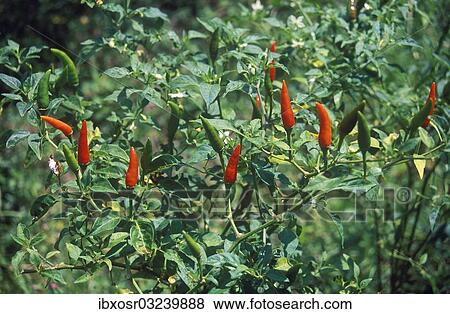 "Red and green chili peppers (Capsicum) growing on a field, Ubud, Bali, Indonesia, Asia" View Large Photo Image Stock Photo - "Red and green chili peppers (Capsicum) growing on a field, Ubud, Bali, Indonesia, Asia". Fotosearch