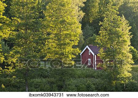 "Red and white house on a lake between birch trees, evening light, Rumskulla, Smaland, Sweden, Europe" View Large Photo Image Stock Image - "Red and white house on a lake between birch trees, evening light, Rumskulla, Smaland, Sweden, Europe". Fotosearch