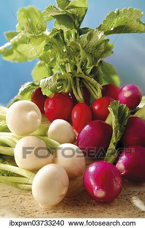 Red and white radish View Large Photo Image Stock Image - Red and white radish. Fotosearch