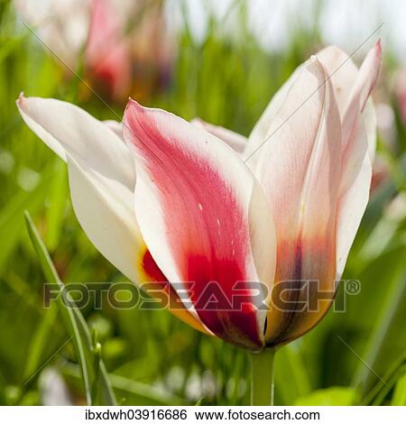 "Red and white Tulip (Tulipa), flowering" View Large Photo Image Stock Photograph - "Red and white Tulip (Tulipa), flowering". Fotosearch