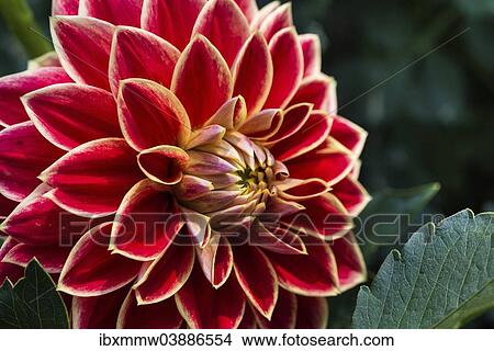 "Red and yellow Dahlia (Dahlia), Germany, Europe" View Large Photo Image Picture - "Red and yellow Dahlia (Dahlia), Germany, Europe". Fotosearch