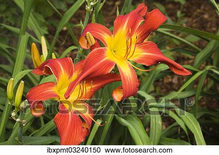 Stock Image - "Red and yellow daylilies (Hemerocallis), flowers, Quebec Province, Canada, North America". Fotosearch