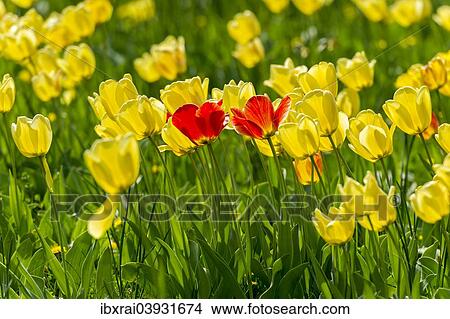"Red and yellow tulips (Tulipa), Hesse, Germany, Europe" View Large Photo Image Picture - "Red and yellow tulips (Tulipa), Hesse, Germany, Europe". Fotosearch